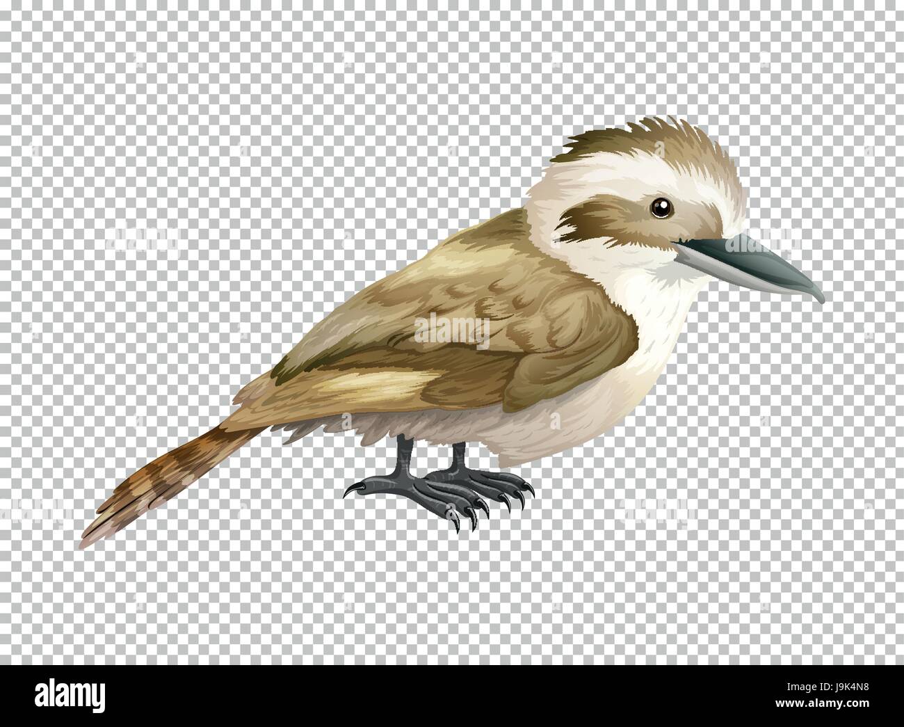 Kookaburra bird on transparent background illustration Stock Vector