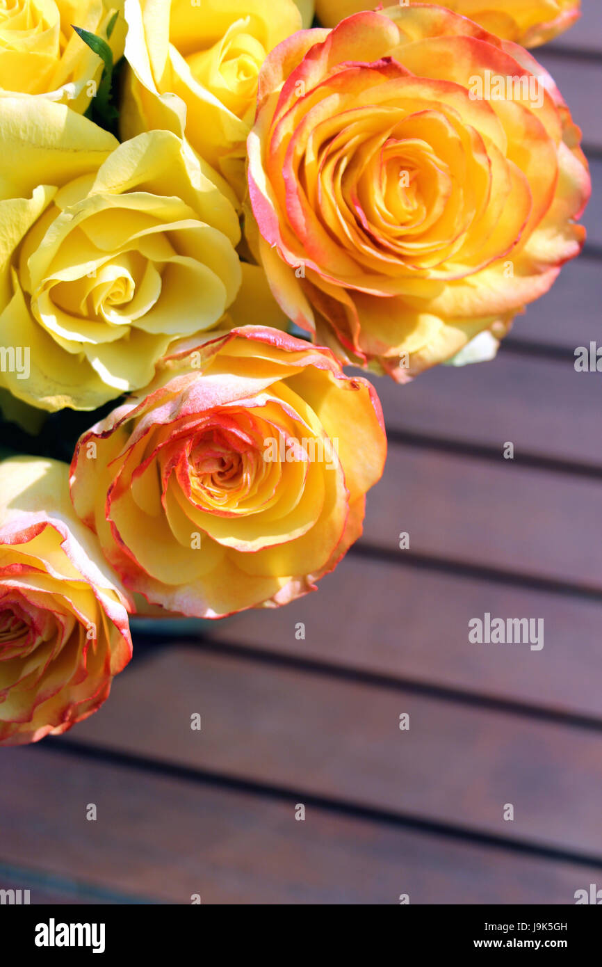 orange, flower, rose, plant, blossoms, roses, bleed, rose bouquet