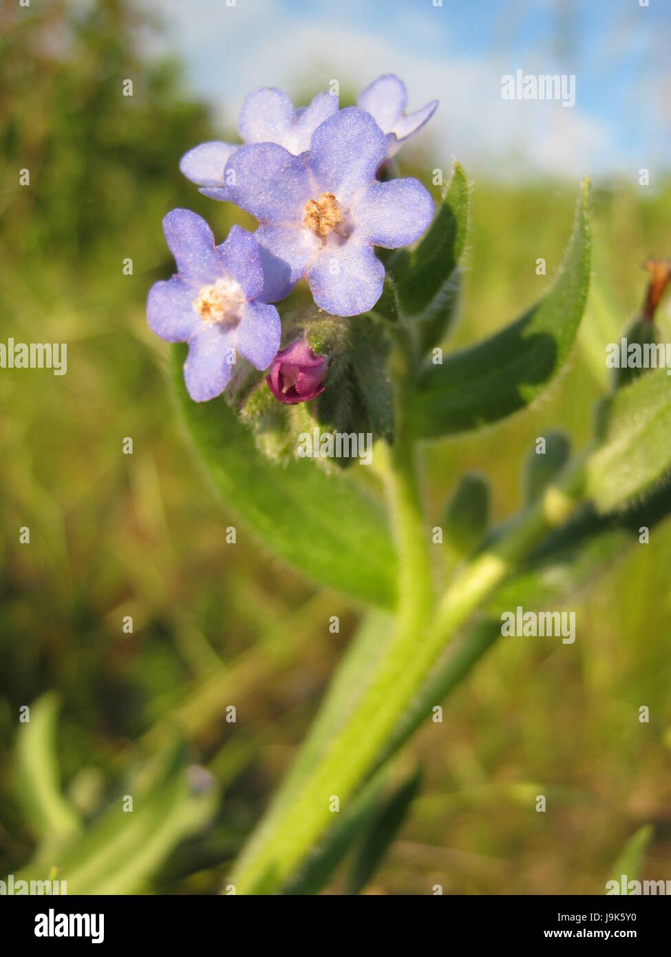 blue, flower, plant, bloom, blossom, flourish, flourishing, blue, macro, Stock Photo