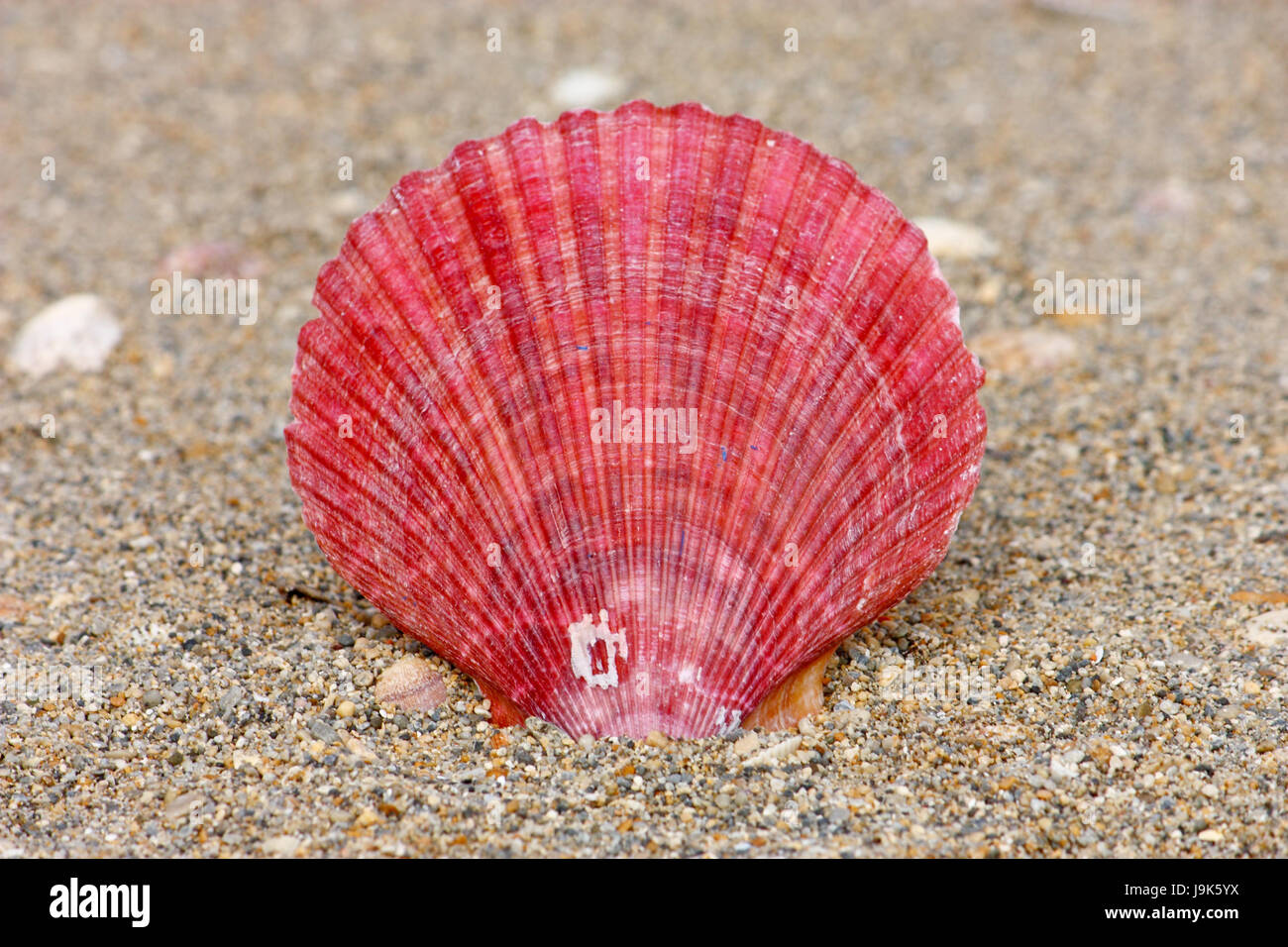life, exist, existence, living, lives, live, animal, shell, navy, marine, Stock Photo