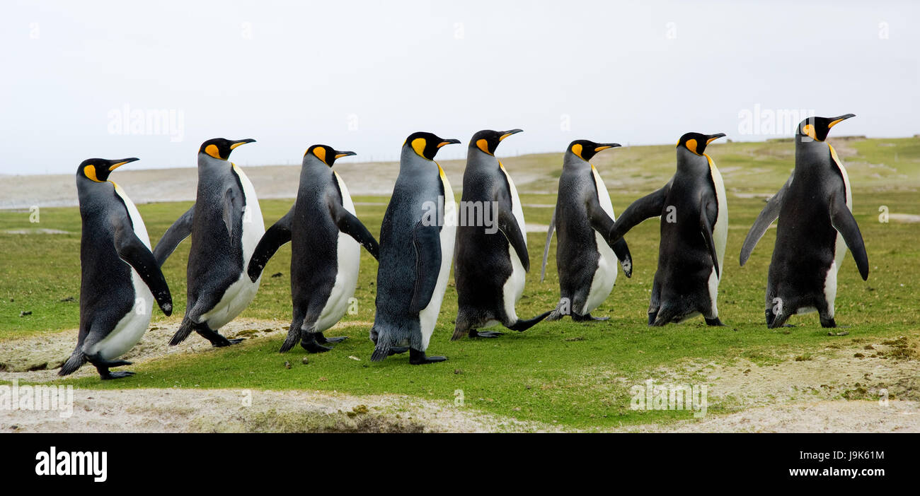tourism, penguins, antarctic, birds, colony, nature, walk, go, going,  walking Stock Photo - Alamy