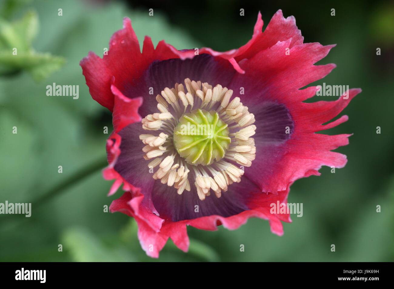 poppy, fringes, pink, opium, poppy, fringes, pink, opium, ziermohn, fluffy Stock Photo
