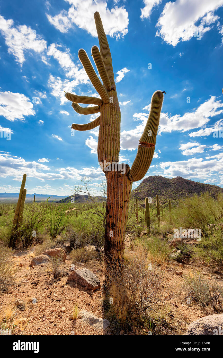 Saguaro cactus sunset sonoran desert hi-res stock photography and ...