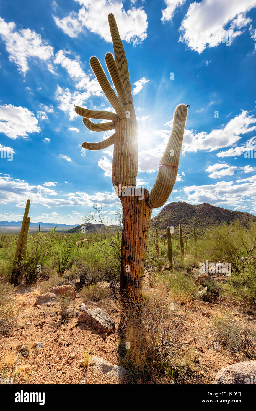 Saguaro cactus at sunset in Sonoran desert, Arizona Stock Photo - Alamy