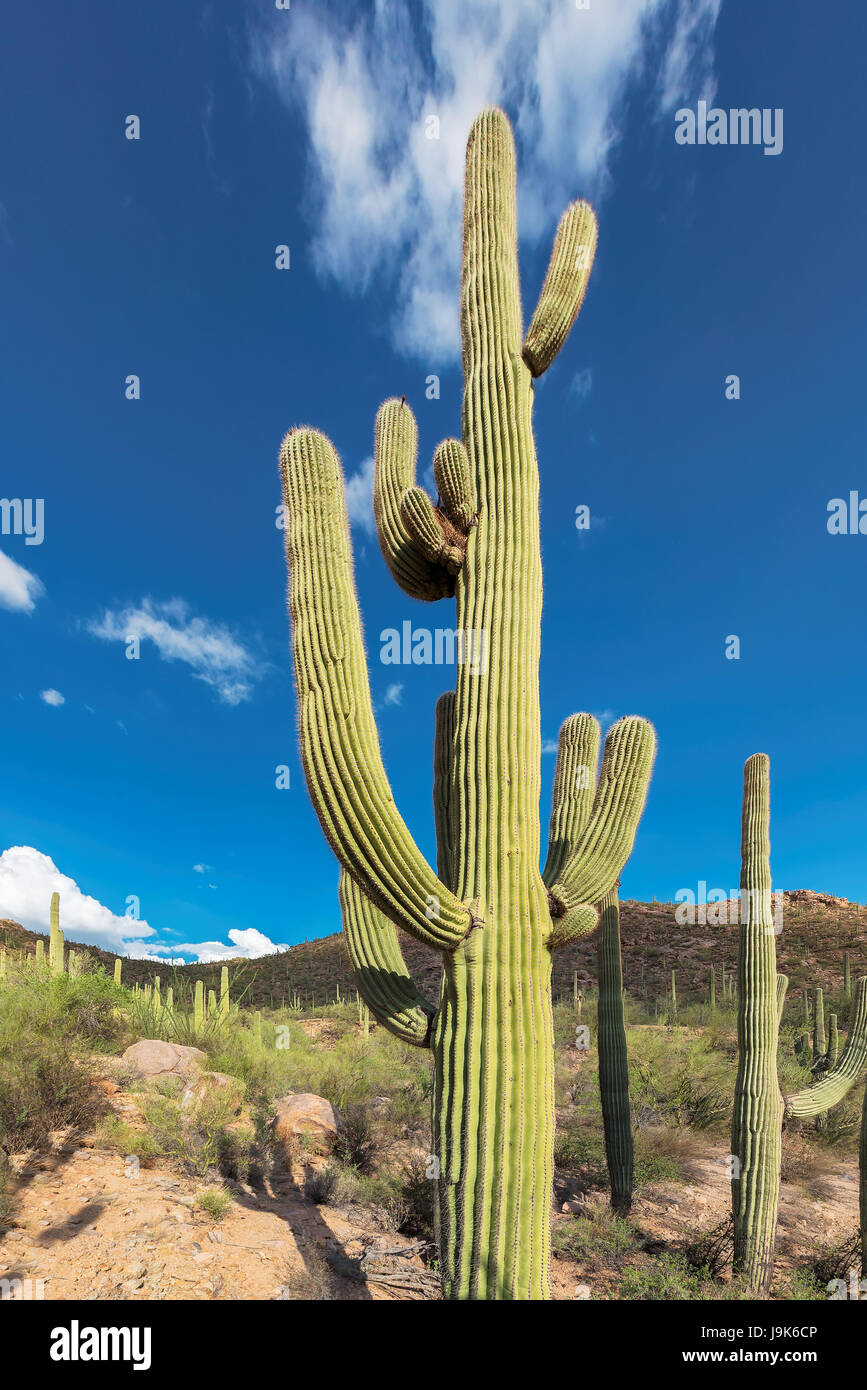 Saguaro cactus in Sonoran desert at sunset, Arizona Stock Photo - Alamy