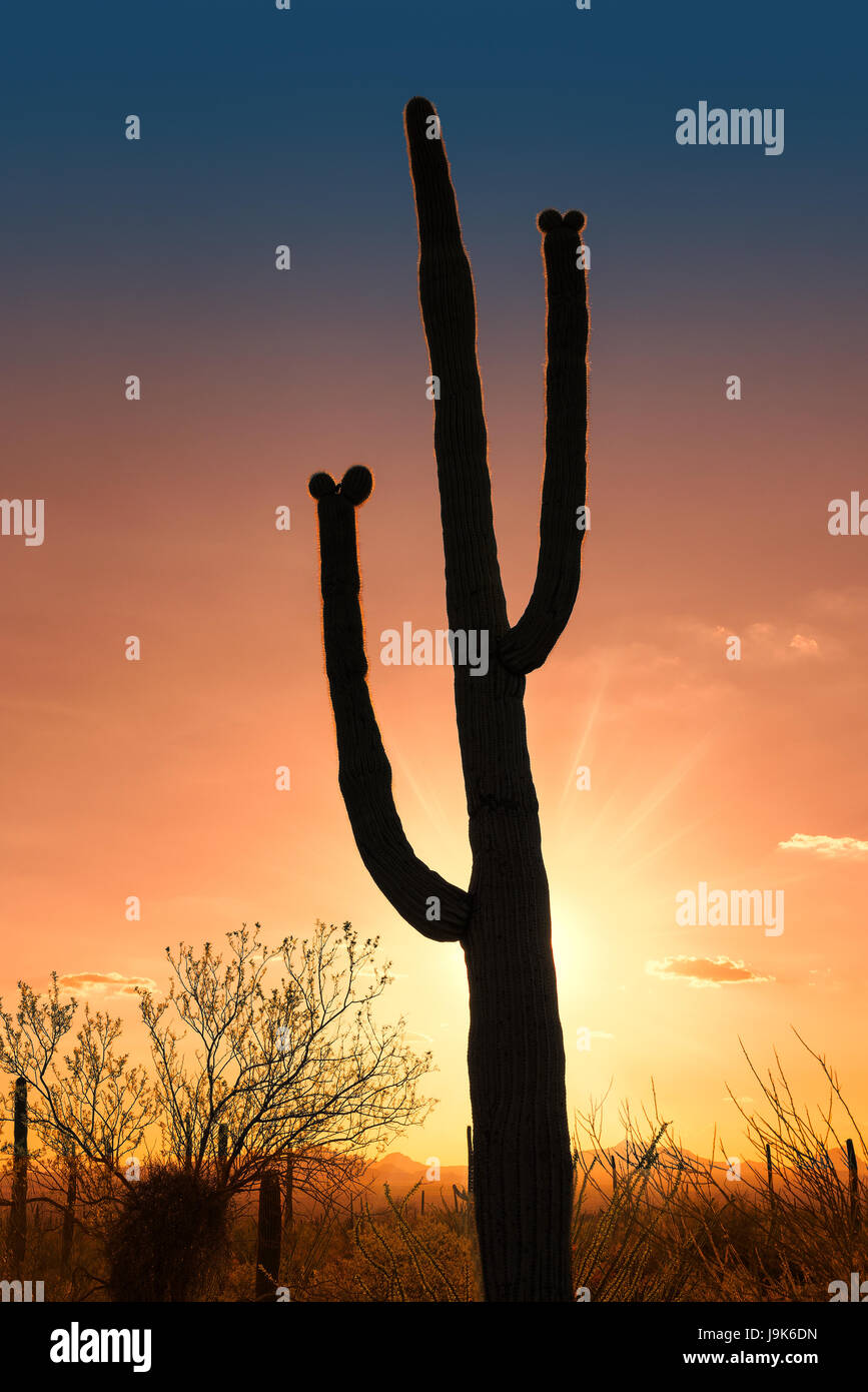 Saguaro cactus in Sonoran desert, Arizona. Stock Photo