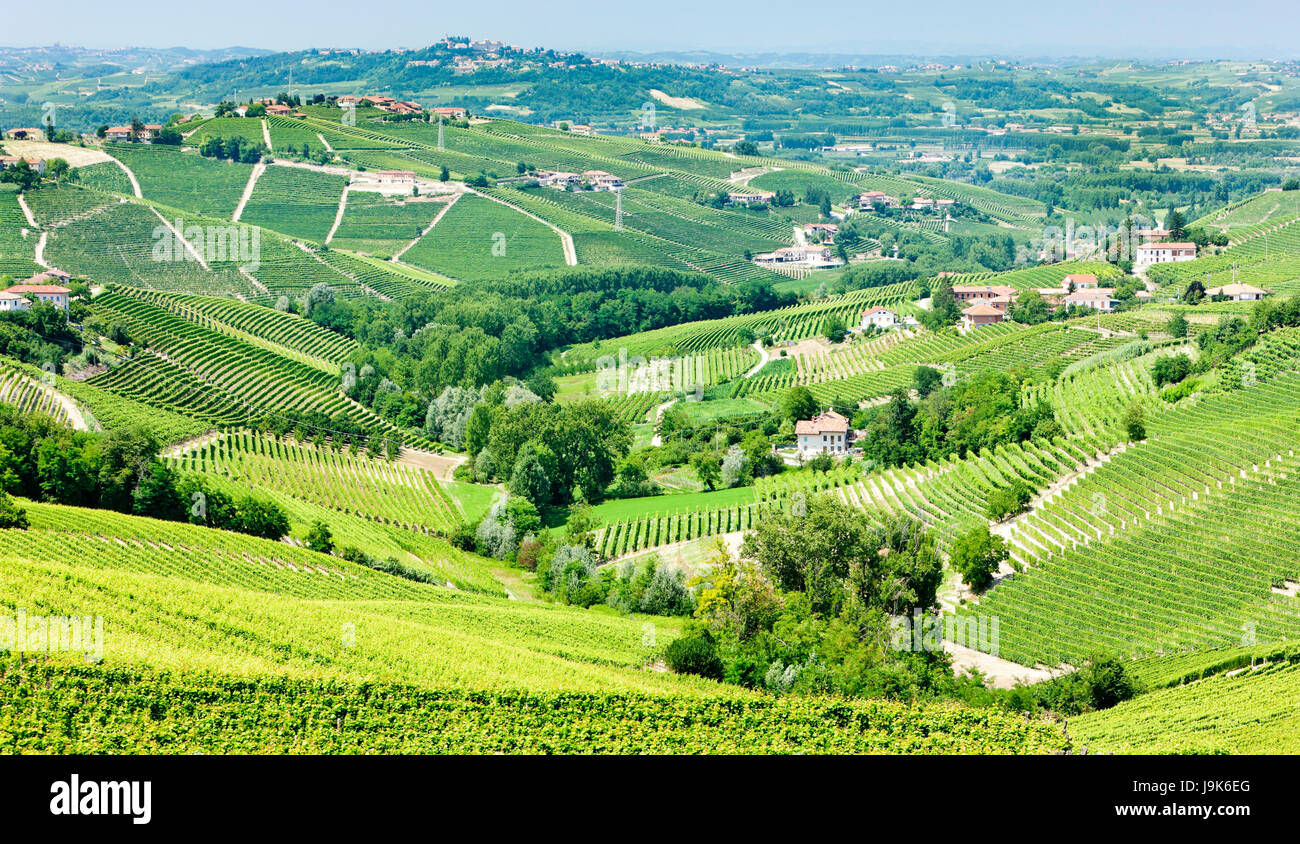 agriculture, farming, europe, vineyard, wineyard, italy, travel ...