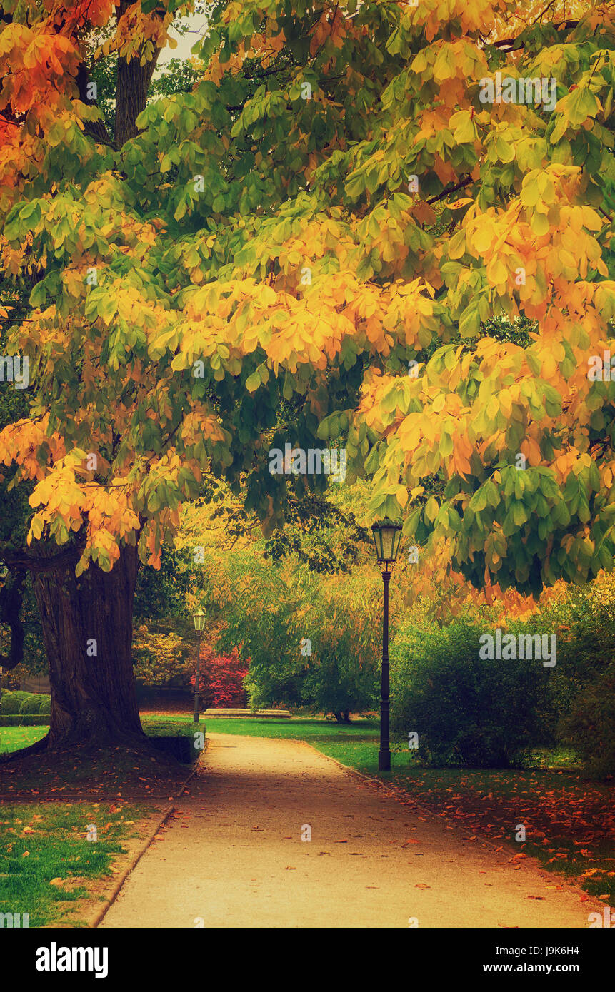 Autumn park with orange trees and empty alley, natural seasonal ...