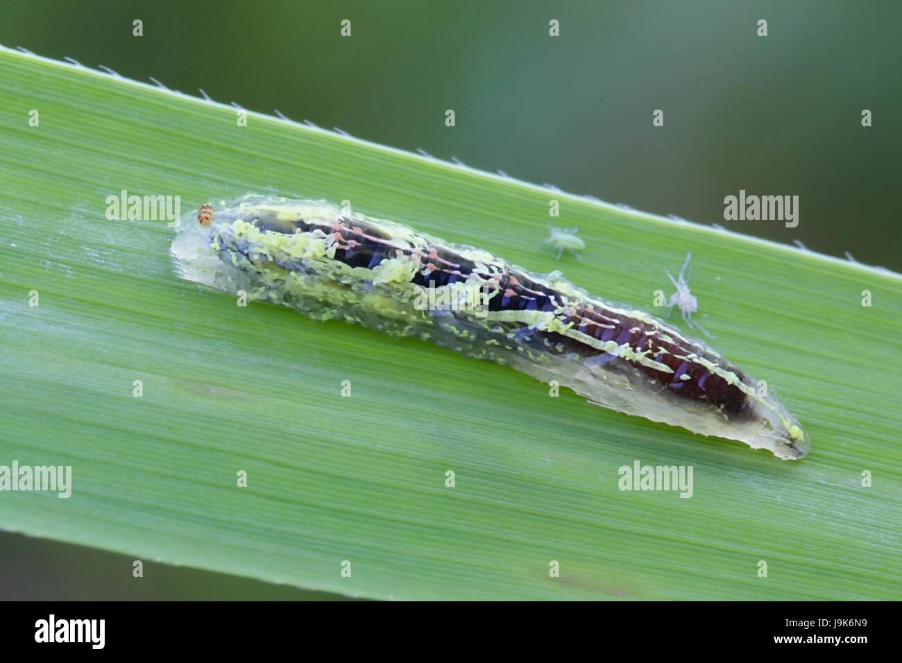 Hoverfly larva, used for biological control of aphids Stock Photo