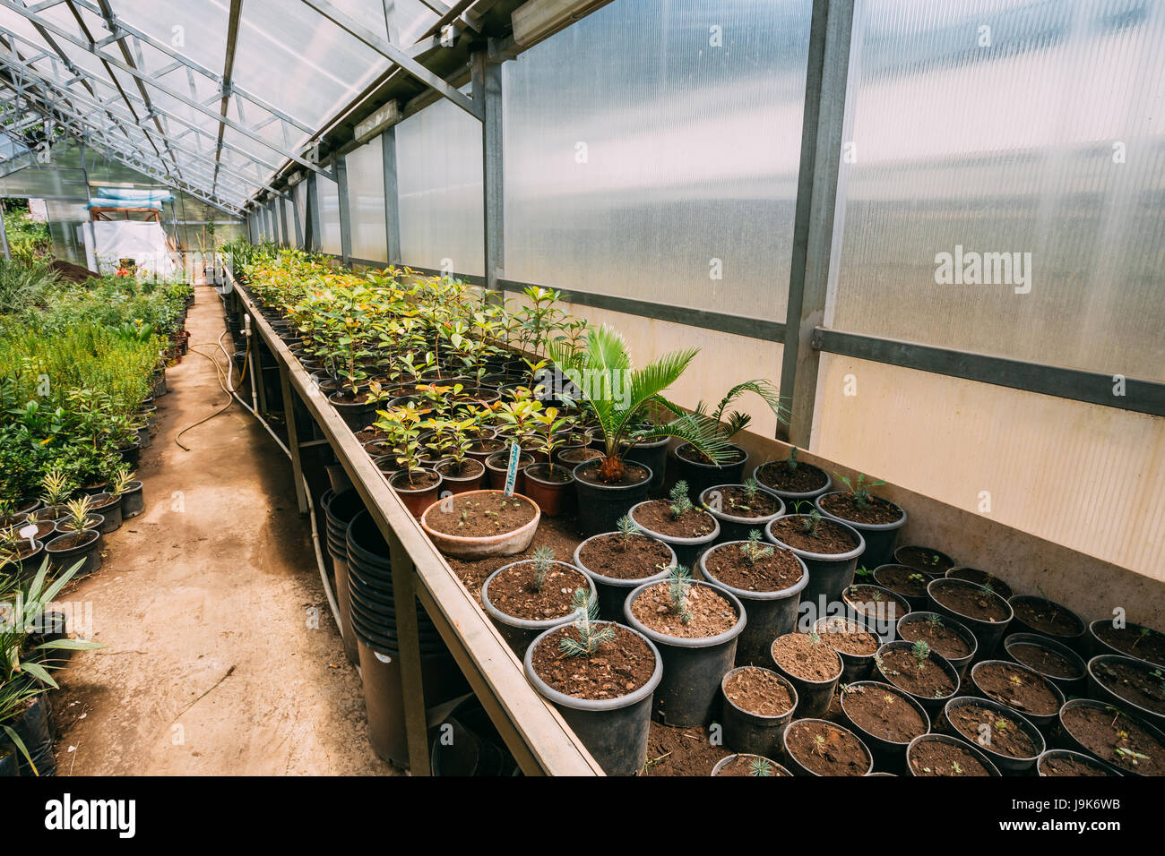 Green Sprouts Of Plants And Trees Growing From Soil In Pots In Greenhouse Or Hothouse. Spring, Concept Of New Life. Stock Photo