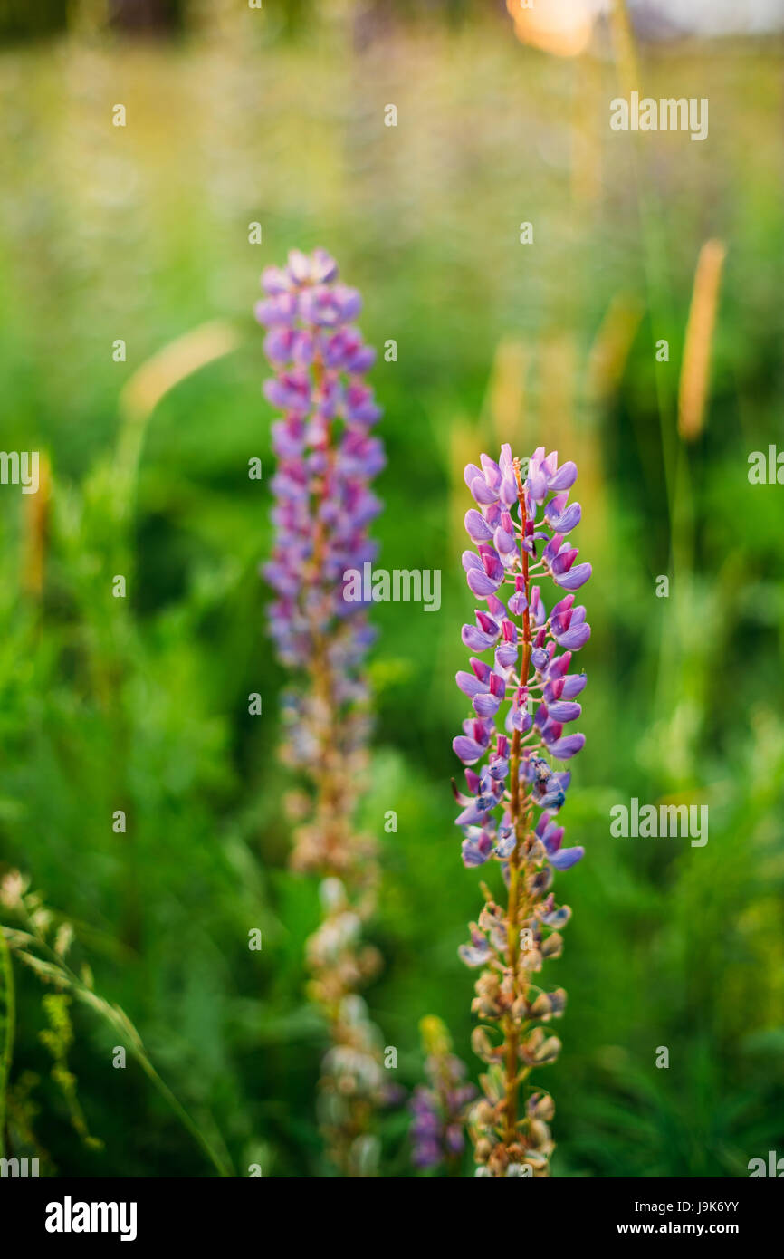 Wild Flowers Lupine In Summer Field Meadow At Sunset Sunrise. Close Up ...