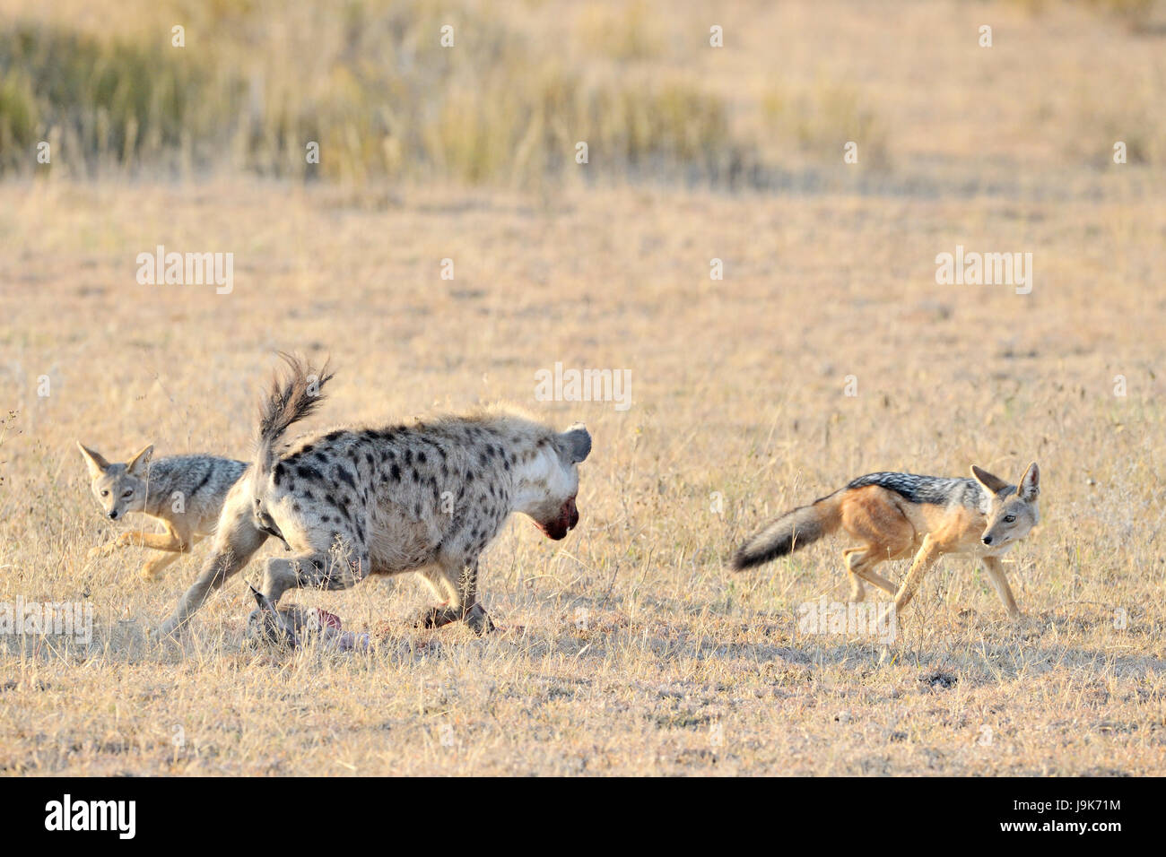 Spotted Hyena (Crocuta crocuta) and Jackal (Canis mesomelas) fighting for Thomson's Gazelle, Serengeti National Park, Tanzania. Stock Photo