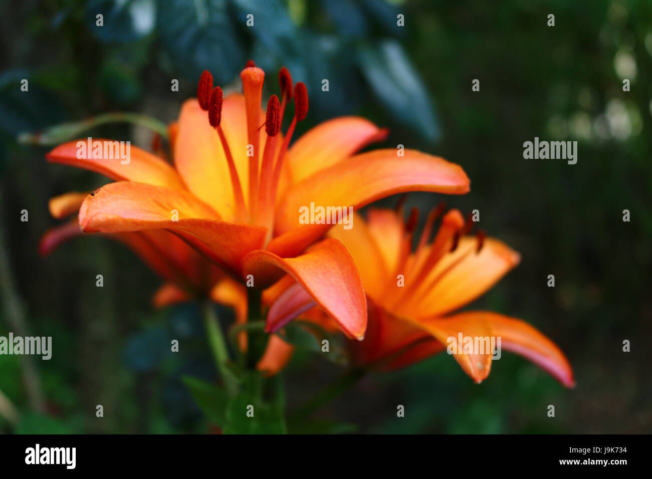 Lilium longiflorum, Orange Lily Stock Photo