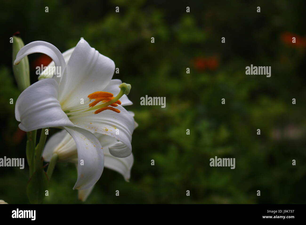 Lilium Longiflorum, white Lily Stock Photo