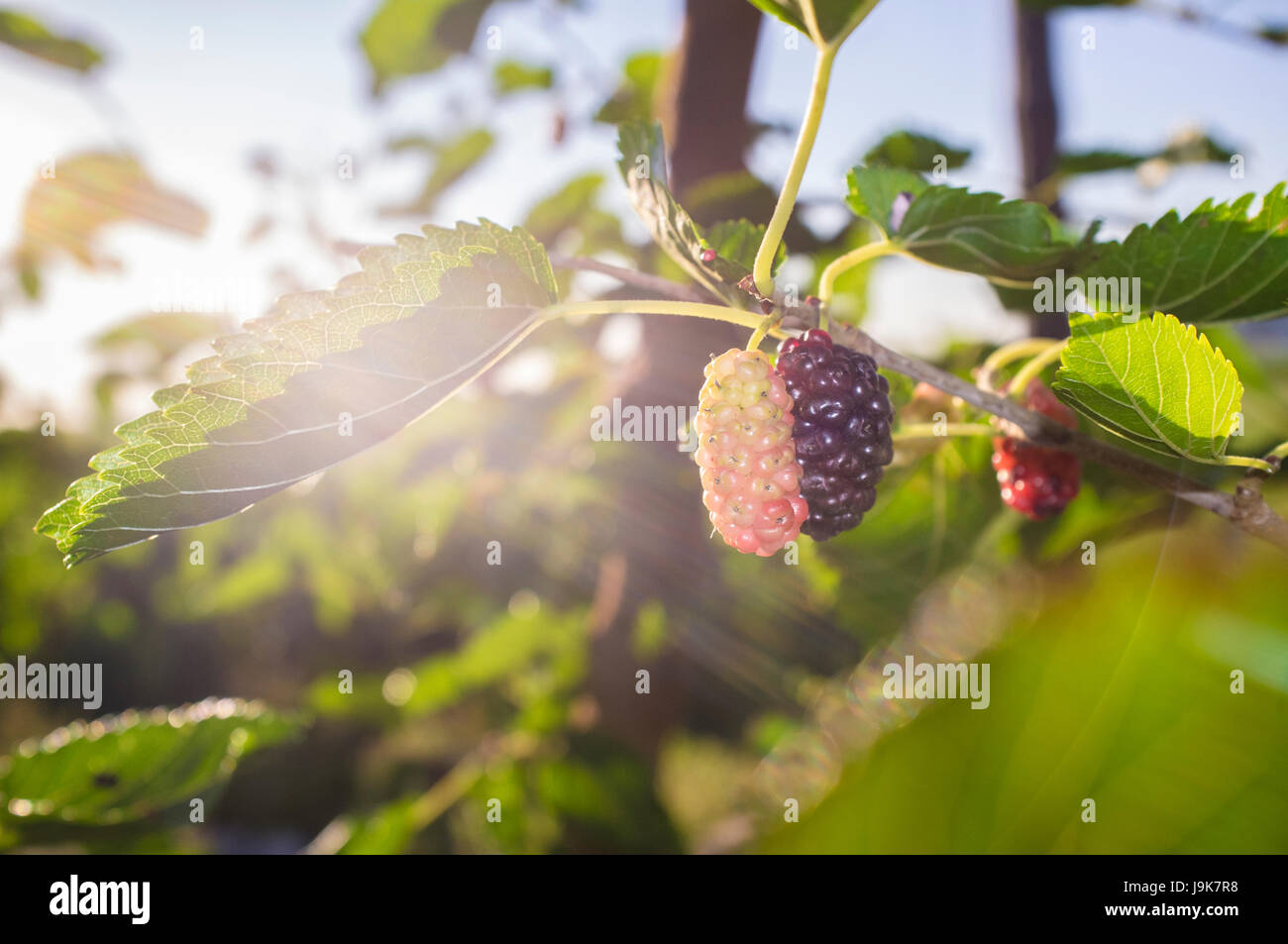 Black Mulberry on branch with sun ray or Morus nigra. Closeup Stock Photo