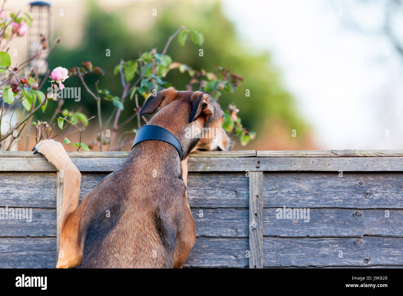 Nosey Neighbour! A Lurcher dog looking over fence into neighbour's garden Stock Photo