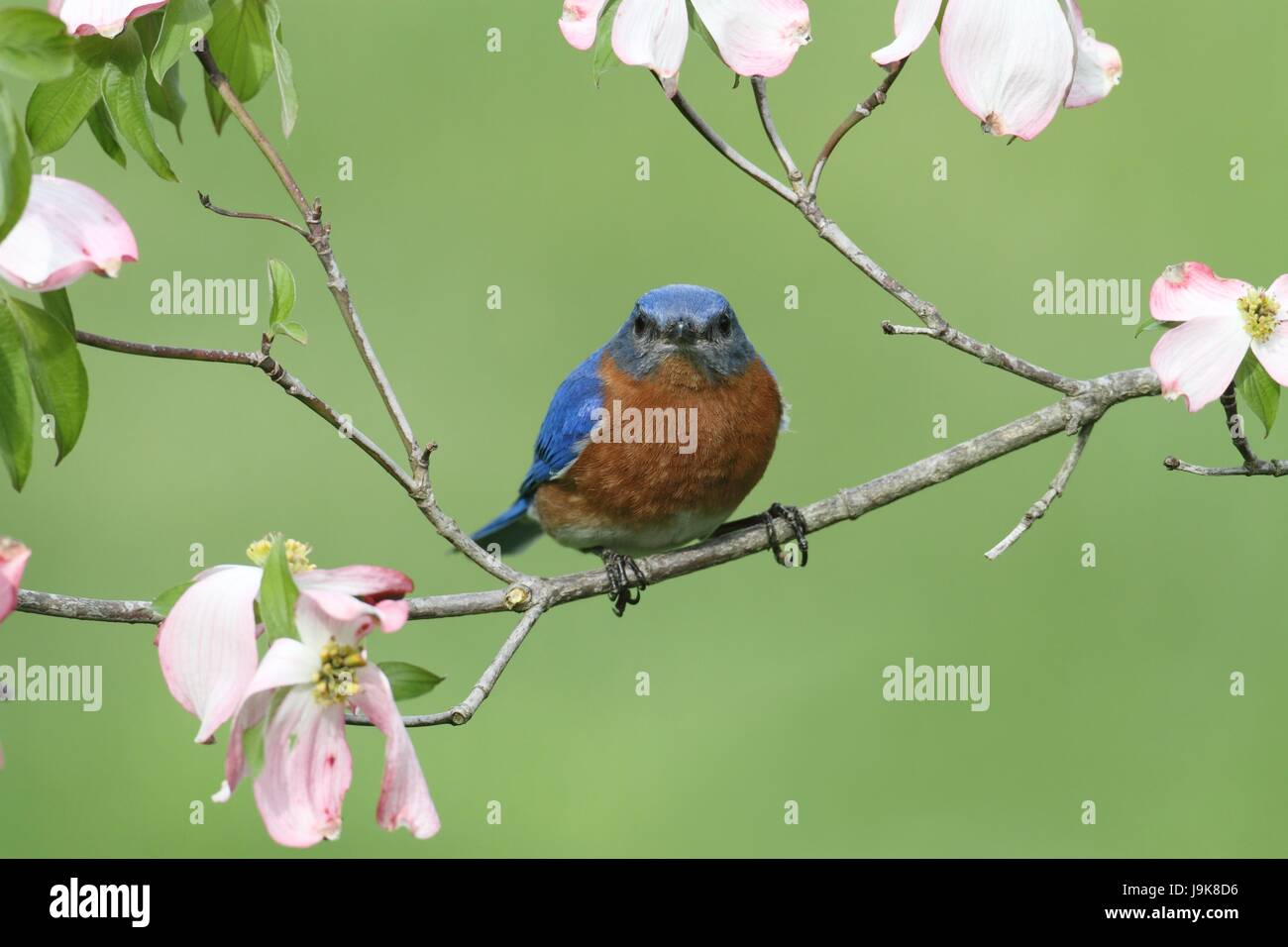 blue, bird, wild, nature, blue, tree, animal, bird, fauna, wild, male, Stock Photo