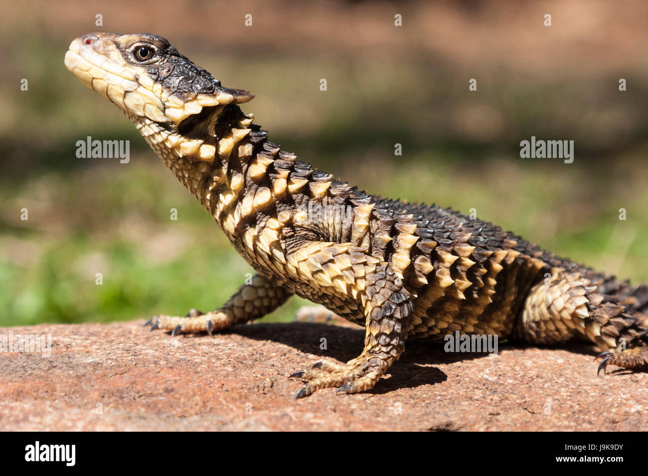 giant girdled lizard (cordylus giganteus) Stock Photo