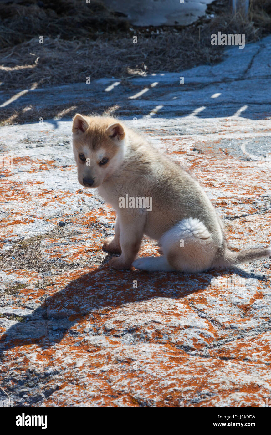 Greenland, Disko Bay, Oqaatsut, Greenland Sled Dog puppy, canis lupis familiaris Stock Photo
