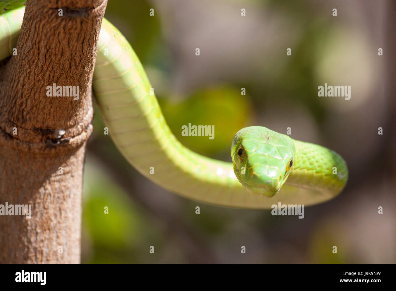 Green mamba african tree snake hires stock photography and images Alamy