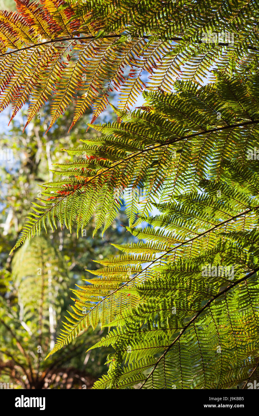 New Zealand, South Island, West Coast, Fox Glacier Village, Lake Matheson, ferns Stock Photo