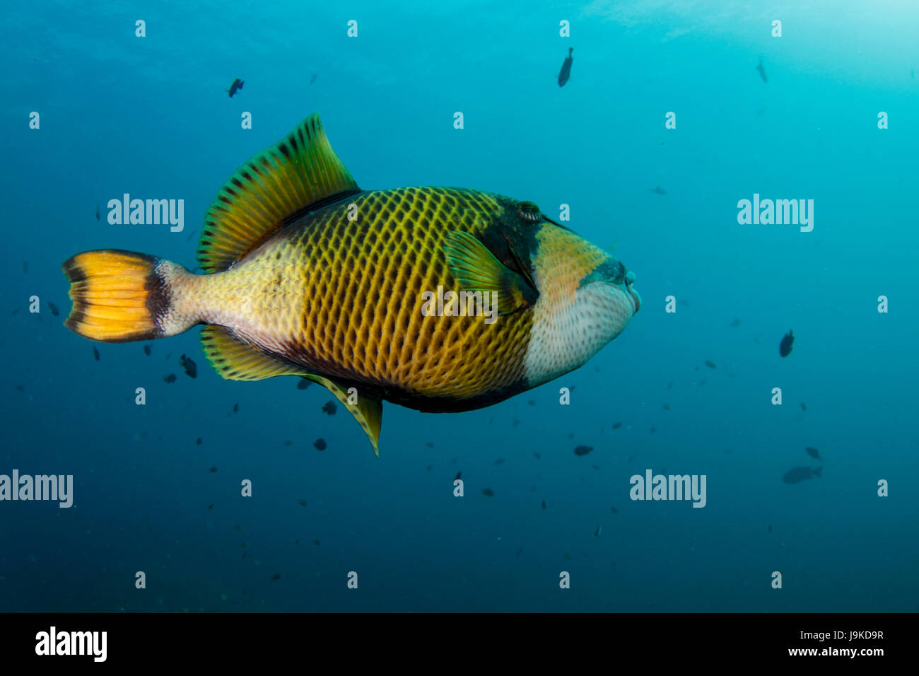 A lone titan triggerfish (Balistoides viridescens) roaming the open water of Indo-Pacific Stock Photo