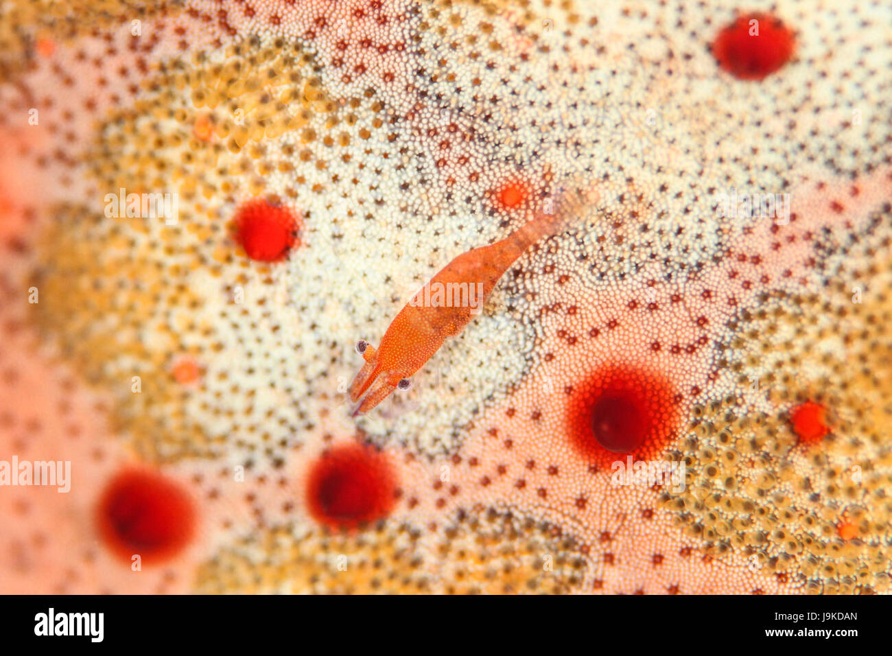 A closeup of a commensal shrimp on orange sea cucumber Stock Photo