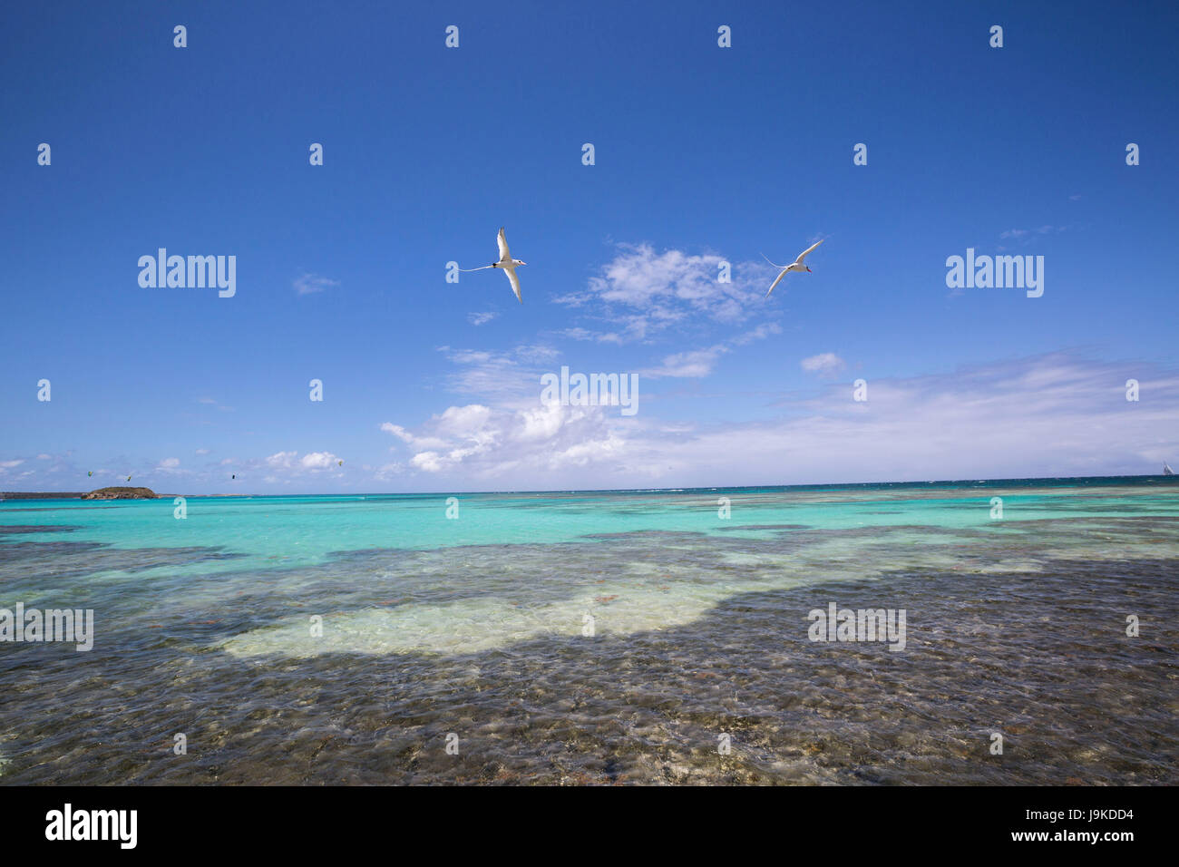 Birds fly on the turquoise waters of the Caribbean Sea Green Island
