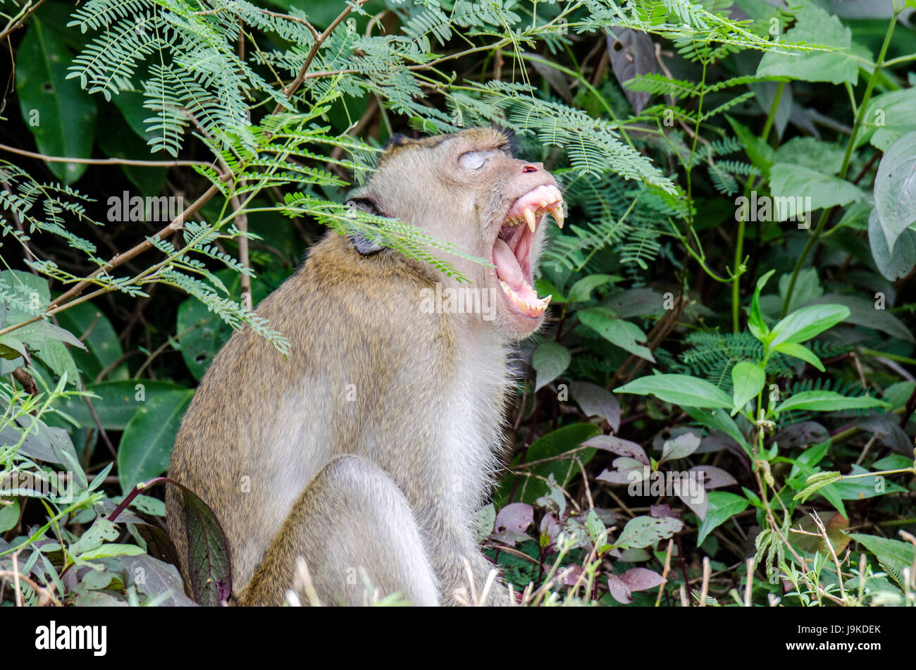 A portrait of lone adult crab-eating macaque (Macaca fascicularis) or long-tailed macaque yawning showing off sharp teeth in Thailand Stock Photo