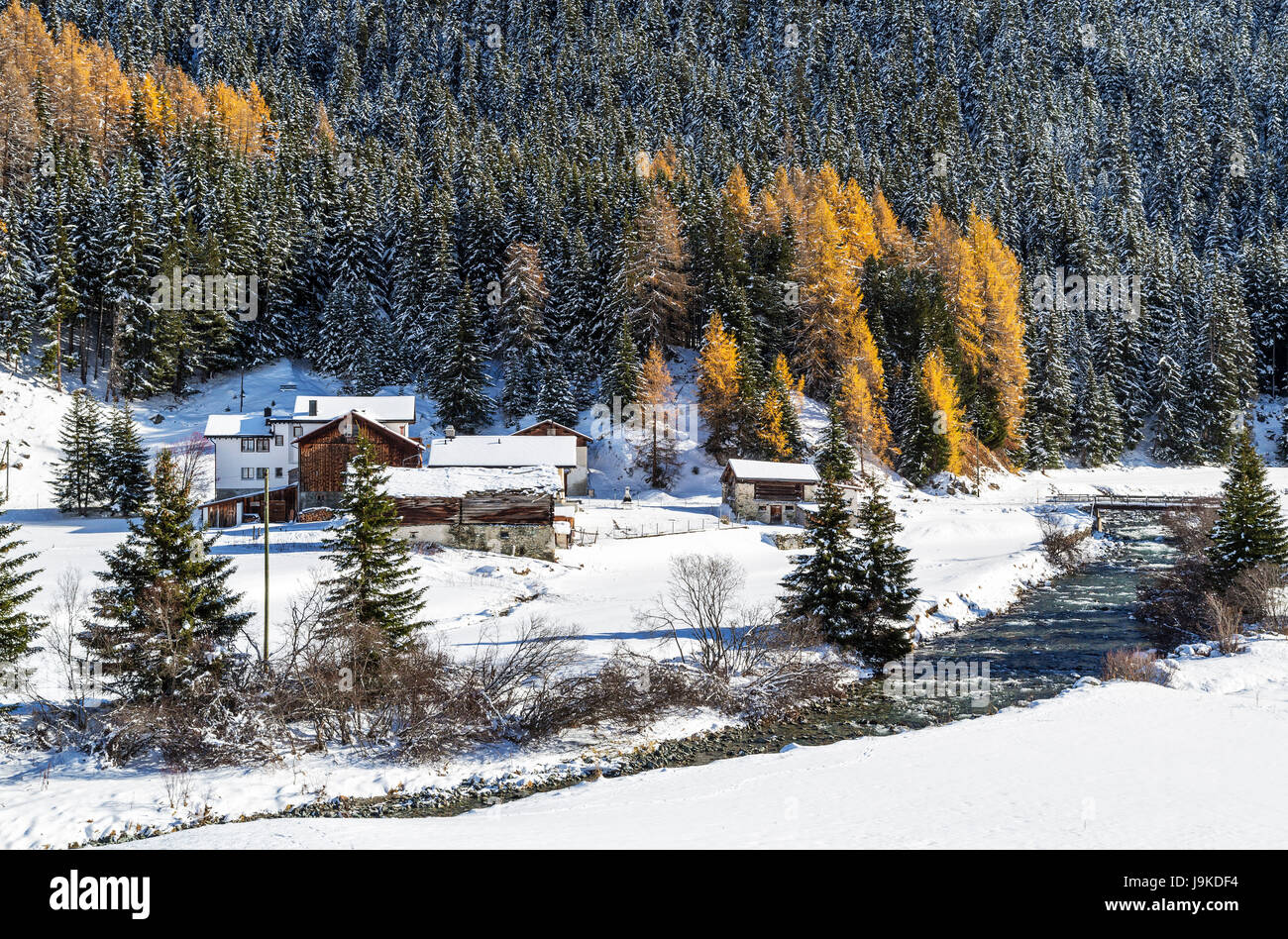 Snowy landscape and colorful trees in the small village of Mulegns Val Sursette Canton of Graubünden Switzerland Europe Stock Photo
