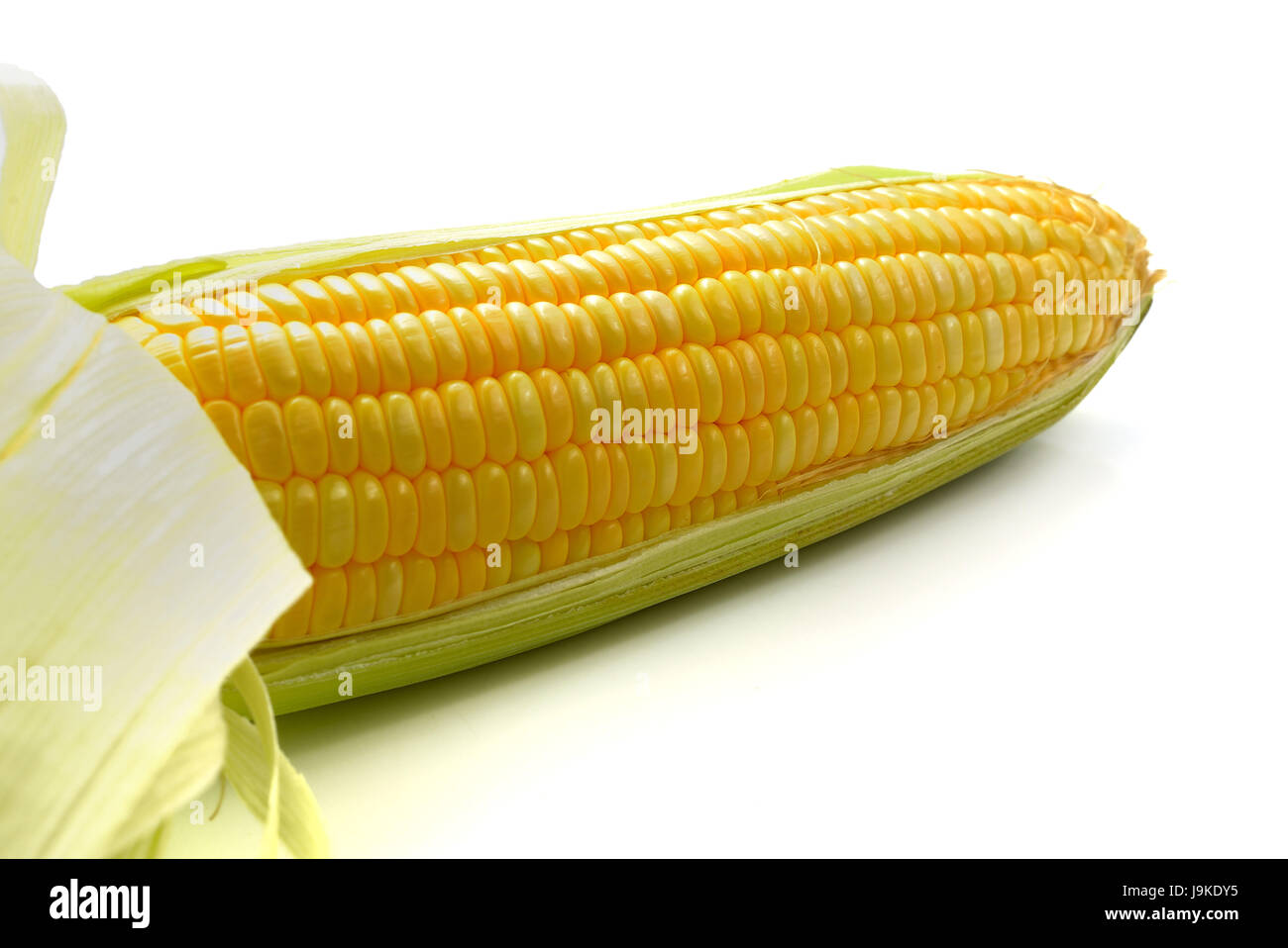 One on ear of corn isolated on a white background Stock Photo - Alamy