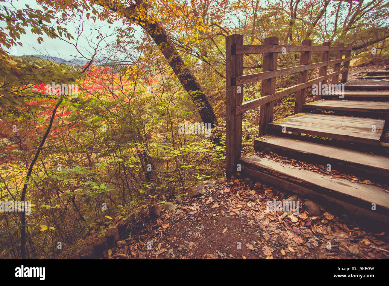 walkway path on nyoho mt with japanese maple leaf kirifuri stock