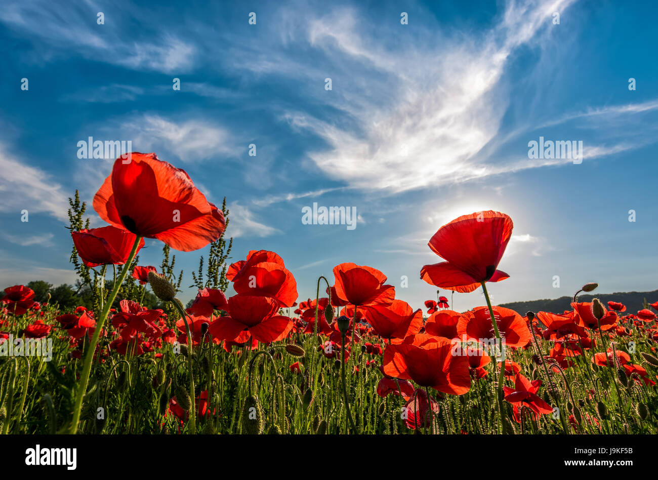 poppy flowers field under the blue sky with clouds. beautiful summer ...