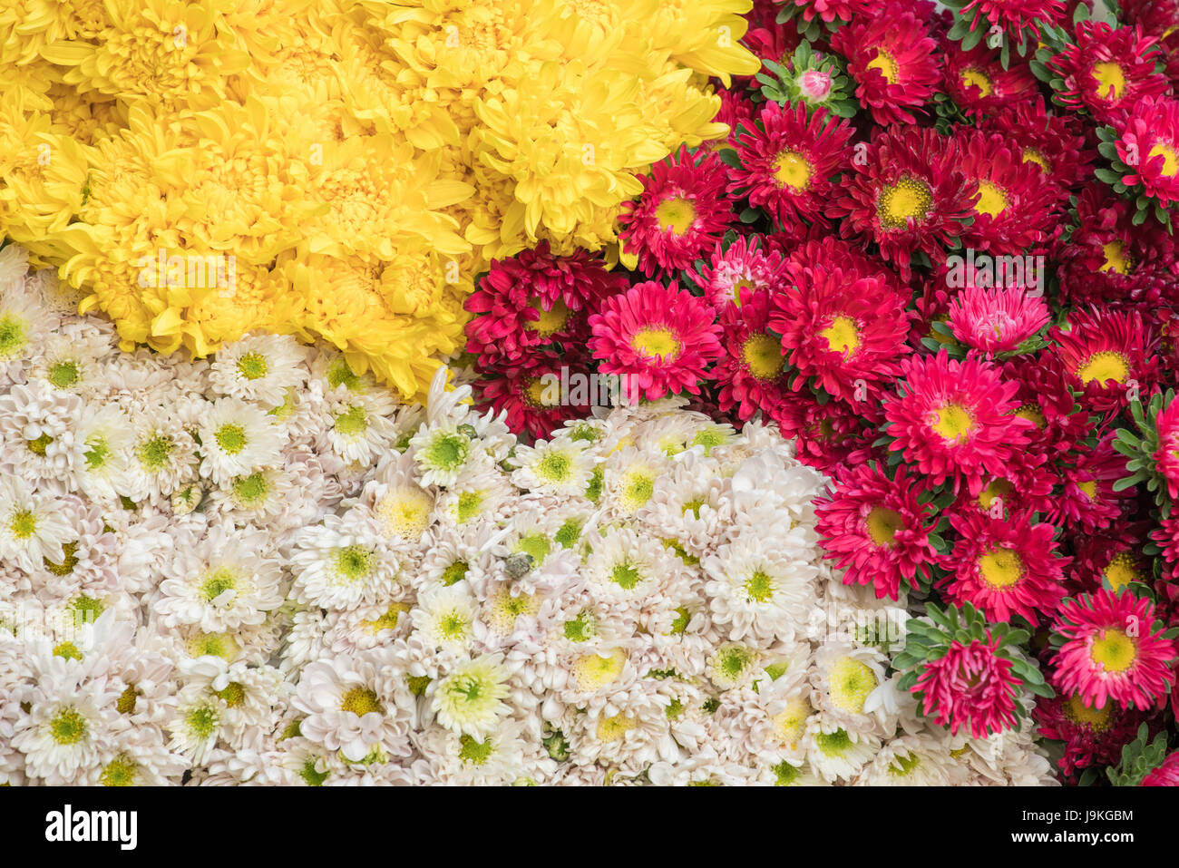 Colorful flowers background for sale at the wholesale flower market in Kyauk Mee on the roadside to Pyin Oo Lwin Stock Photo