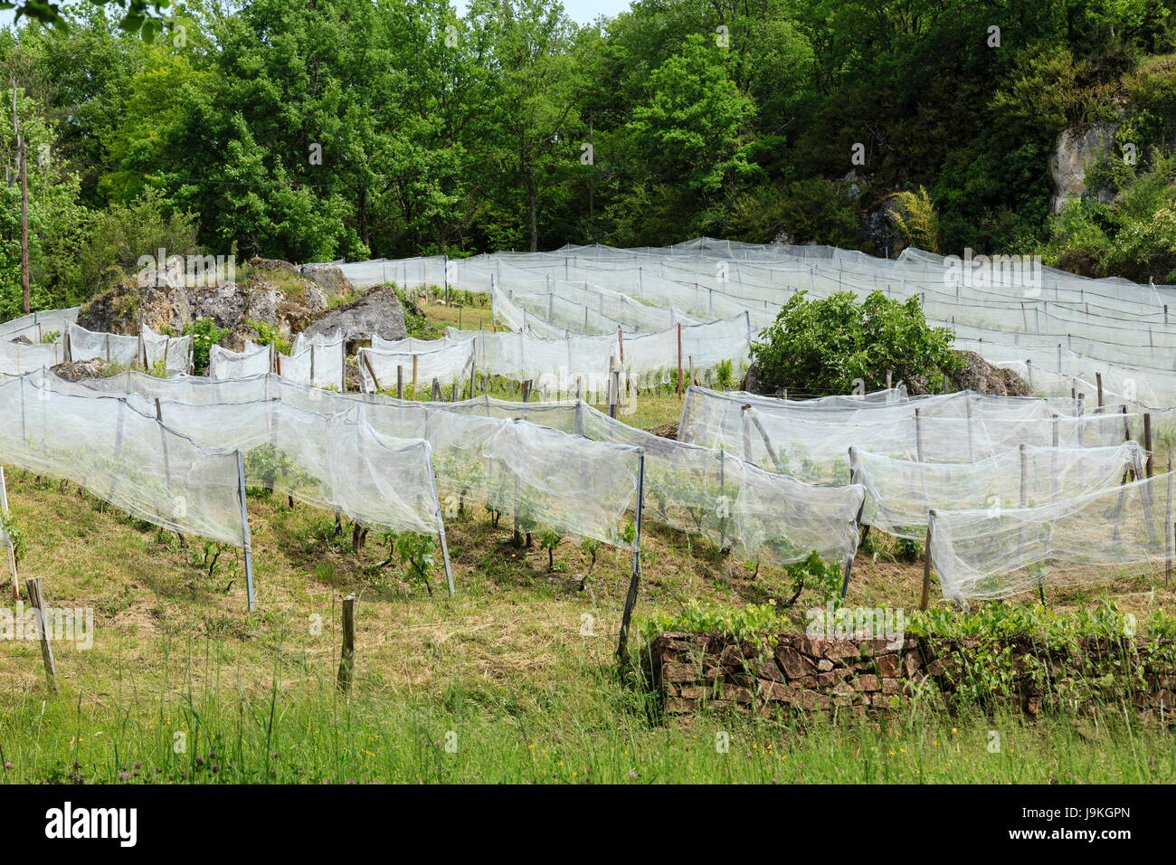 France, Correze, Lissac sur Couze, vines grown in organic farming, and protection nets, Domain Terre de Causse Stock Photo