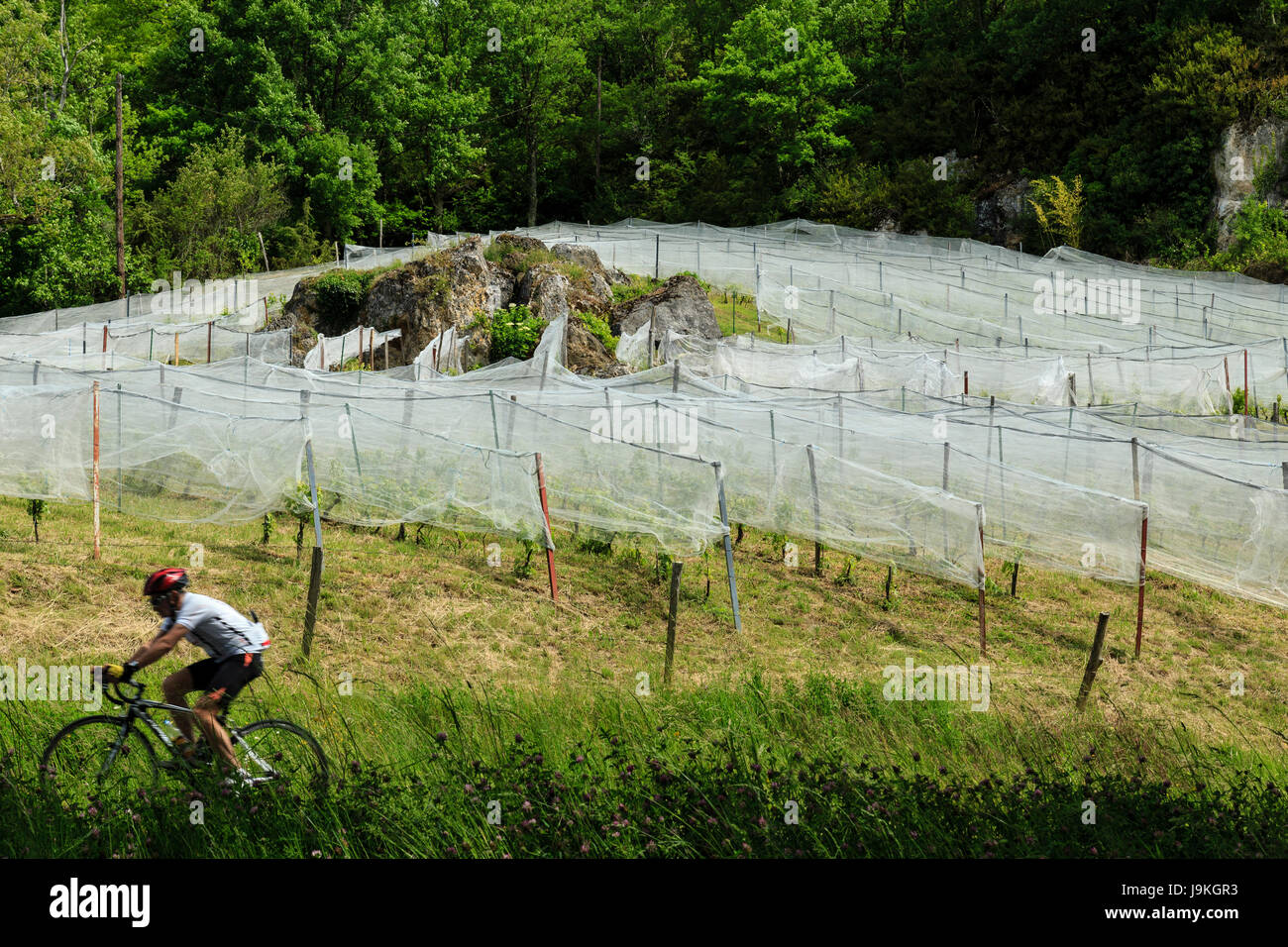 France, Correze, Lissac sur Couze, vines grown in organic farming, and protection nets, Domain Terre de Causse Stock Photo