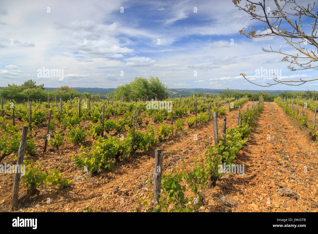 France, Corrèze (19), Ayen, vignoble au sommet du mont d'Ayen (377m), vignes IGP Corrèze (Indication Géographique Protégée Corrèze) // France, Correze Stock Photo