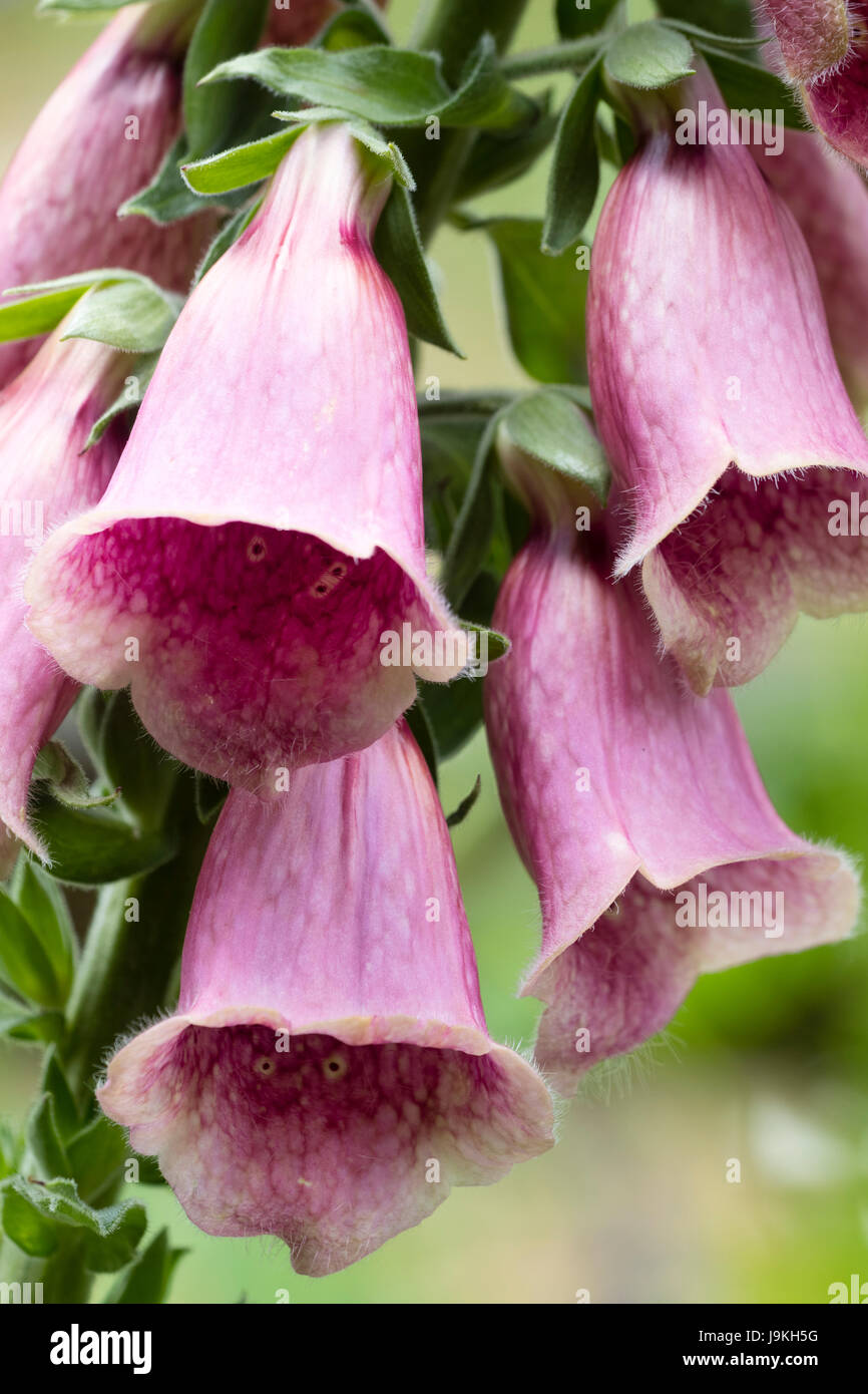 Plum coloured bell flowers of the strawberry foxglove, Digitalis x