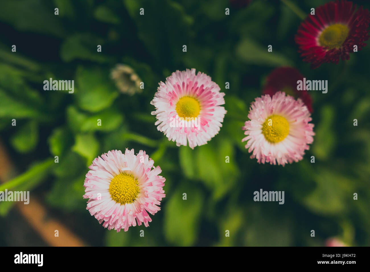 a close up of wild flowers growing in a garden with greenery in the ...