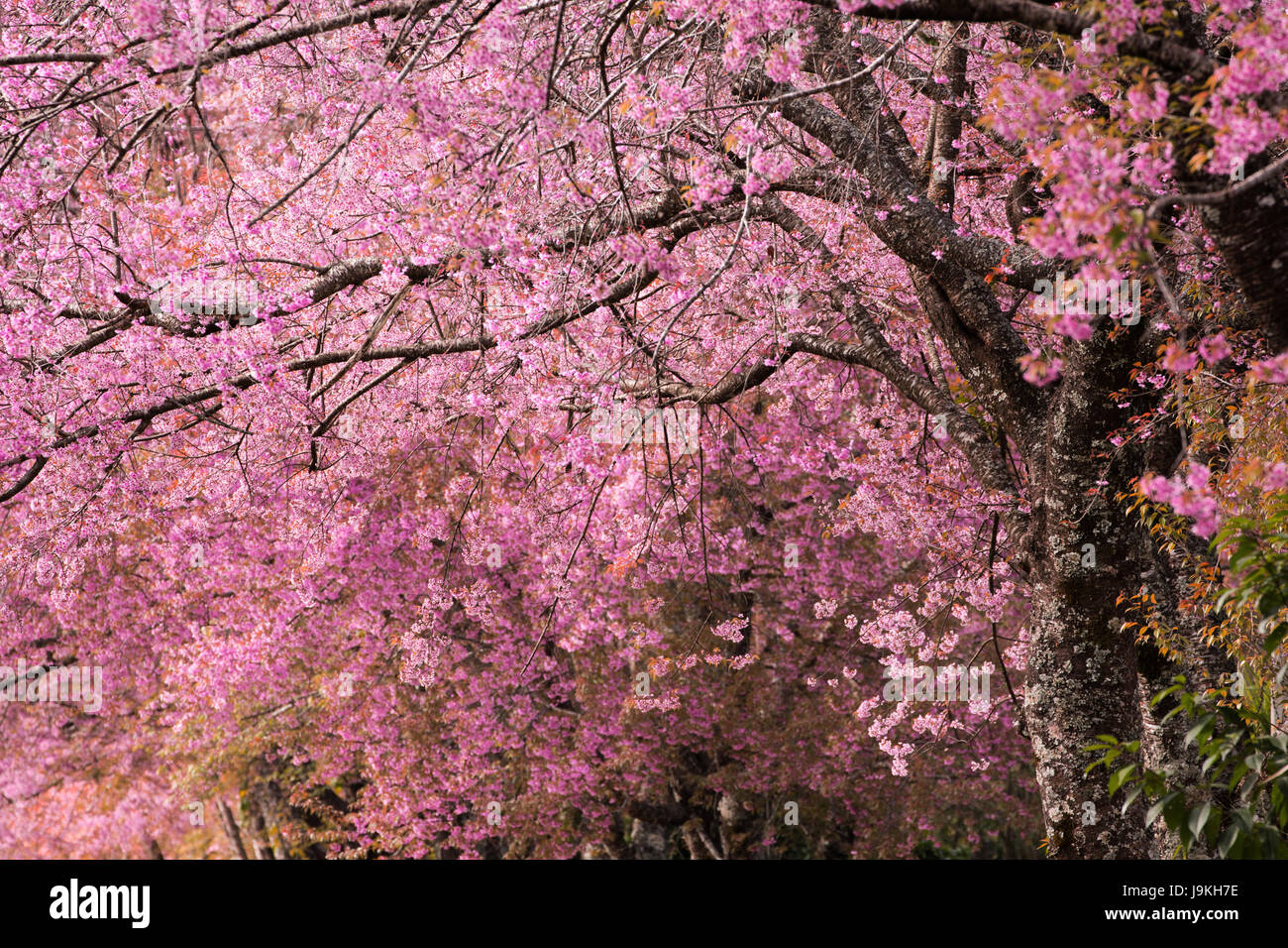 Beautiful pink Sakura flower blooming background Stock Photo