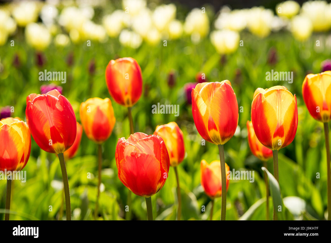 Tulip field with colorful tulips in full bloom in the bright spring Stock Photo