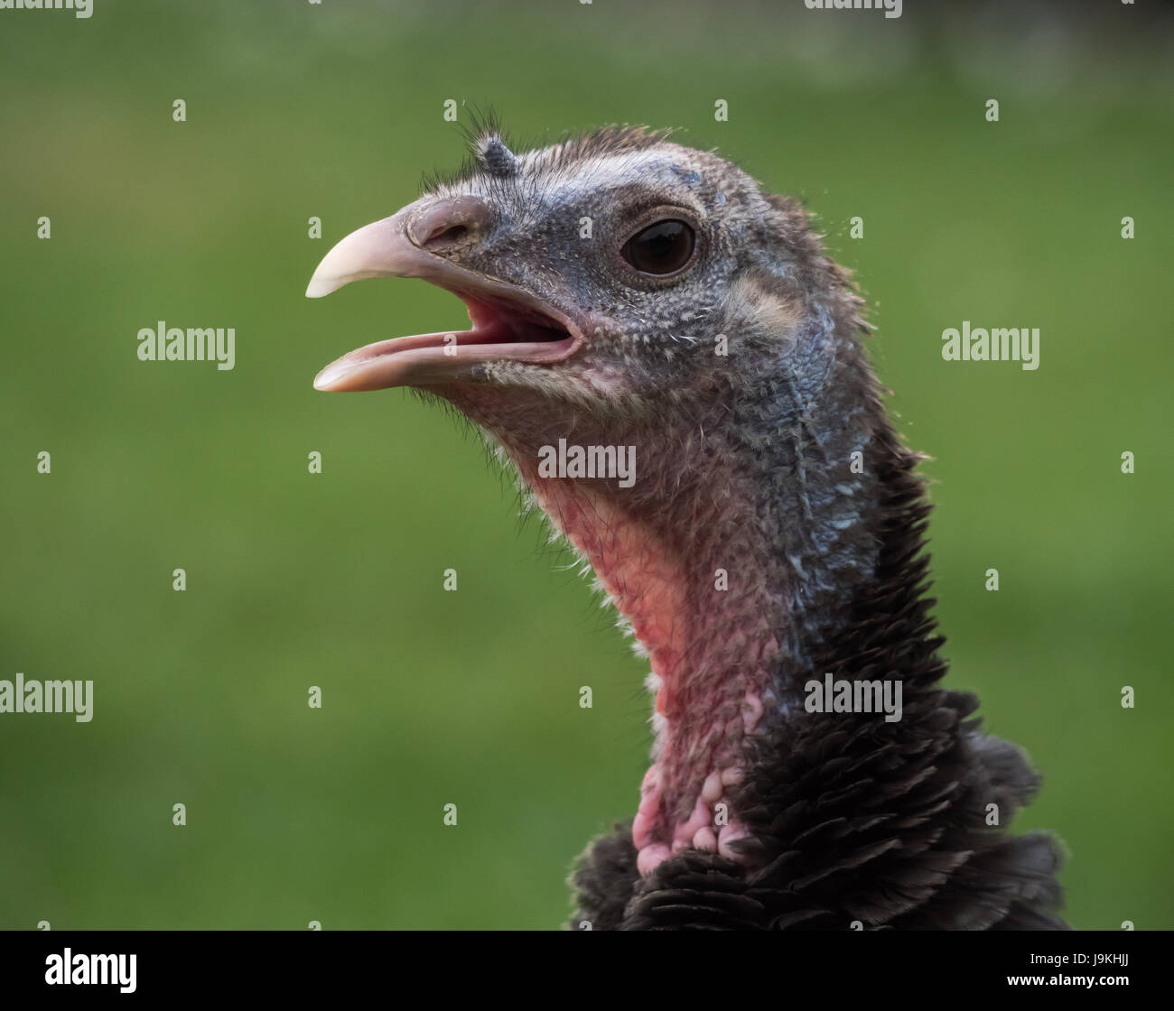 Bronze Turkey Hen against a blurred green background Stock Photo Alamy