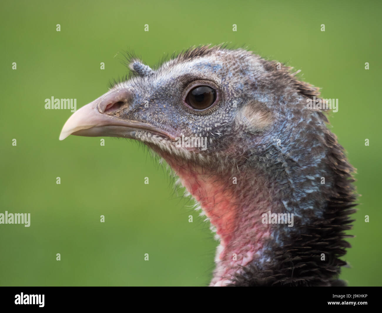 Bronze Turkey Hen against a blurred green background Stock Photo - Alamy