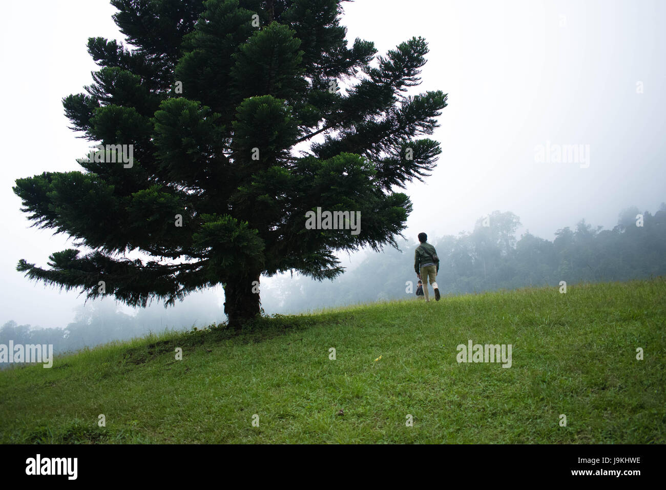 Man walking under a pine tree Stock Photo