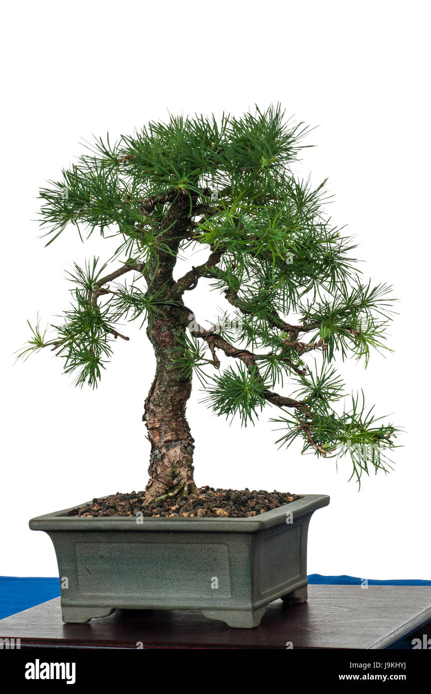 Japanese larch bonsai hires stock photography and images Alamy