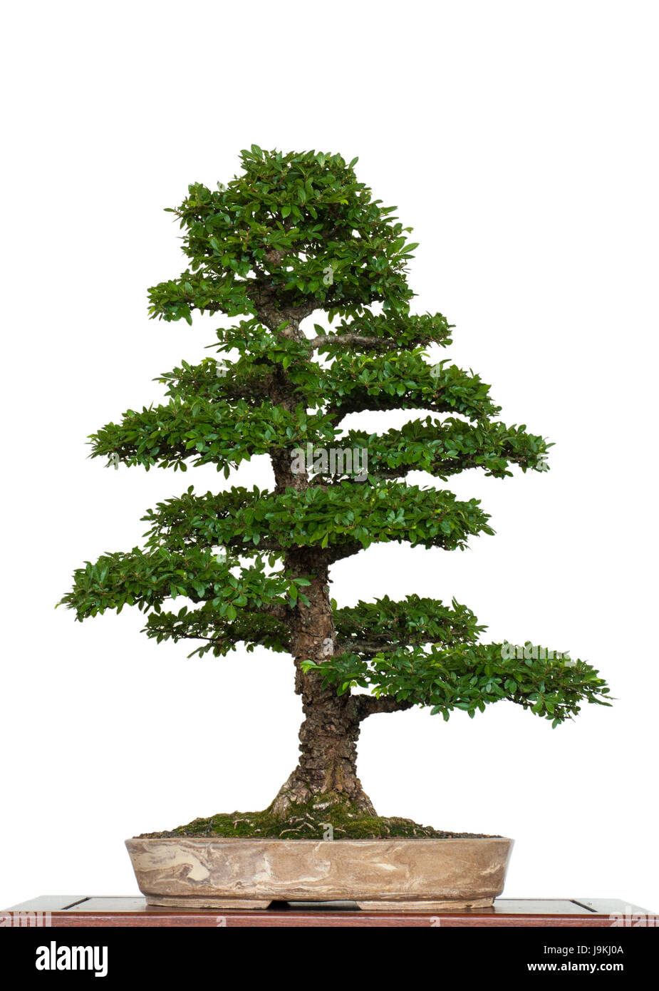tree, deciduous tree, asiatic, chinese, japanese, isolated, optional, tree, Stock Photo