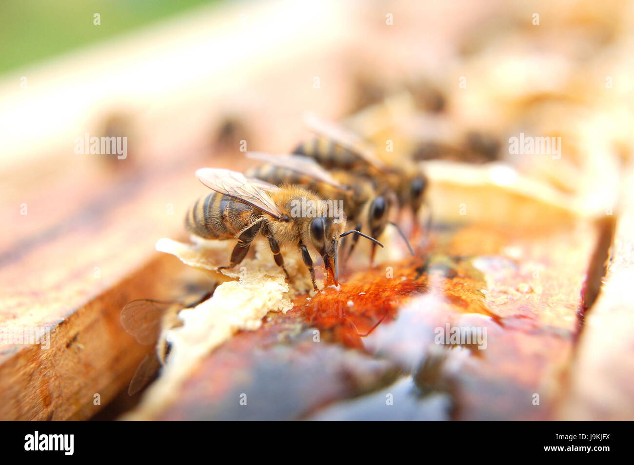 Bss bees. Eat bees. опыление пчелами. перга пчелиная. медоносная пчела гиф.