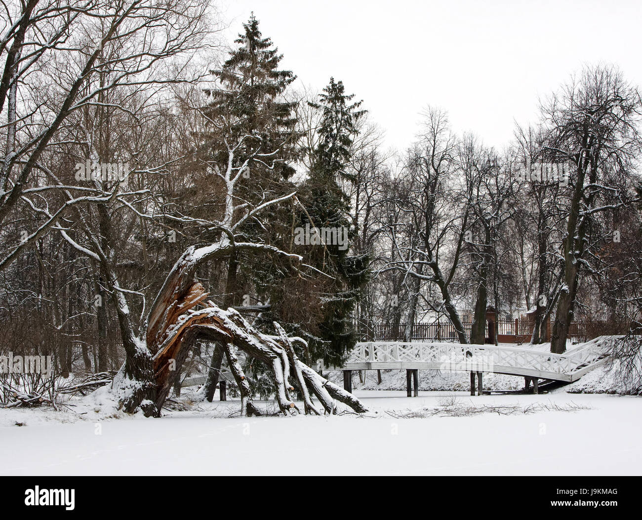 tree, park, winter, bridge, cold, snow, coke, cocaine, material, drug, Stock Photo