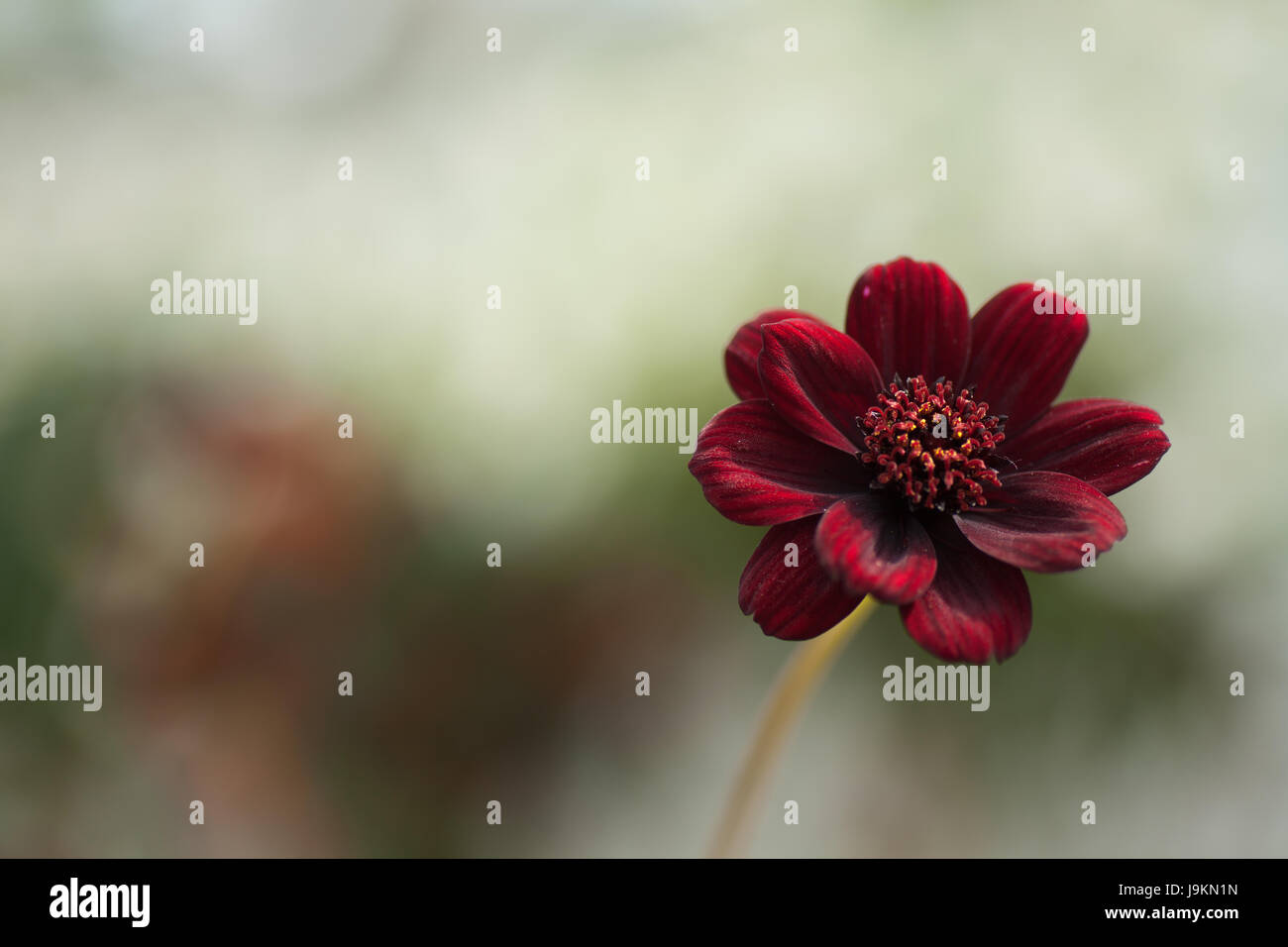 Cosmos Flower Bouquet High Resolution Stock Photography And Images Alamy