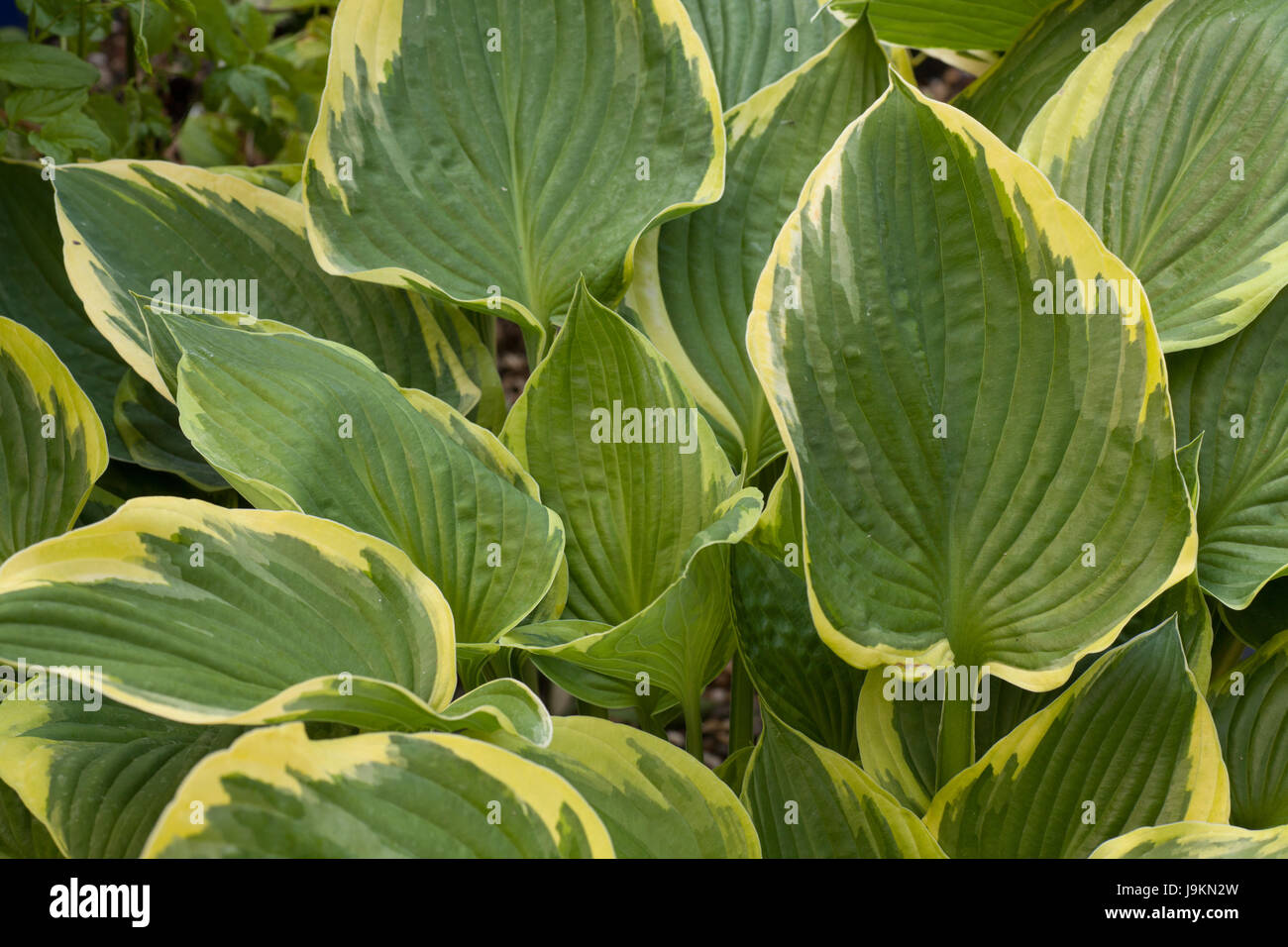 Hosta with pale yellow edge Stock Photo